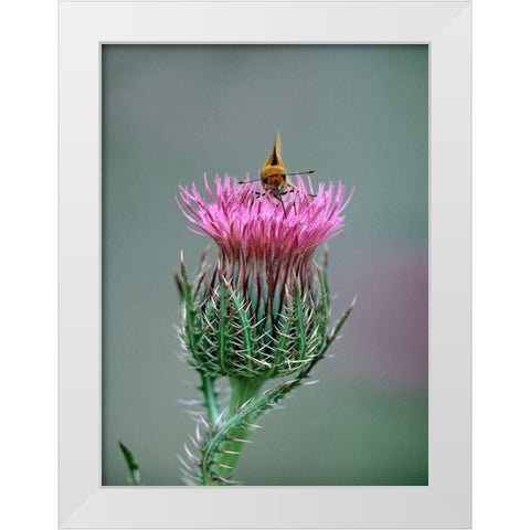 Least Skipper Butterfly on Bull Thistle White Modern Wood Framed Art Print by Fitzharris, Tim