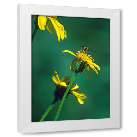 Bee on Golden Eyes Bloom White Modern Wood Framed Art Print by Fitzharris, Tim