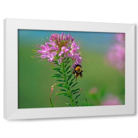 Bumble Bee Hangong on Rock Mountain Beeplant White Modern Wood Framed Art Print by Fitzharris, Tim