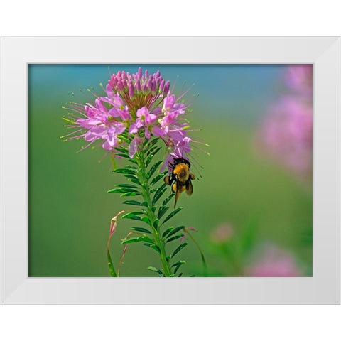 Bumble Bee Hangong on Rock Mountain Beeplant White Modern Wood Framed Art Print by Fitzharris, Tim