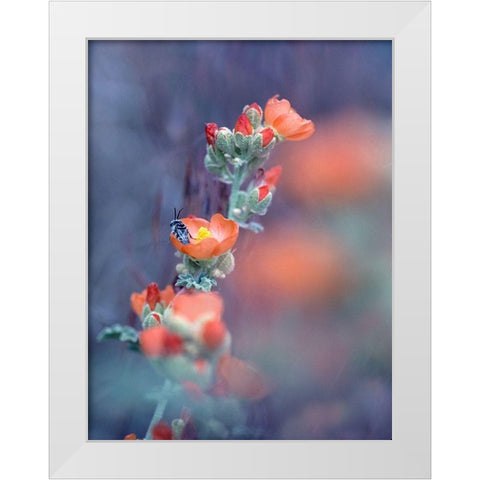 Desert Globemallow I White Modern Wood Framed Art Print by Fitzharris, Tim