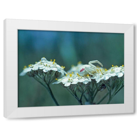 Red Spotted Crab Spider on Queen Annes Lace White Modern Wood Framed Art Print by Fitzharris, Tim