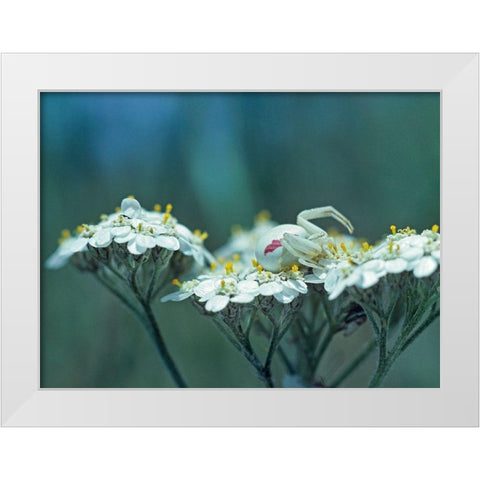 Red Spotted Crab Spider on Queen Annes Lace White Modern Wood Framed Art Print by Fitzharris, Tim