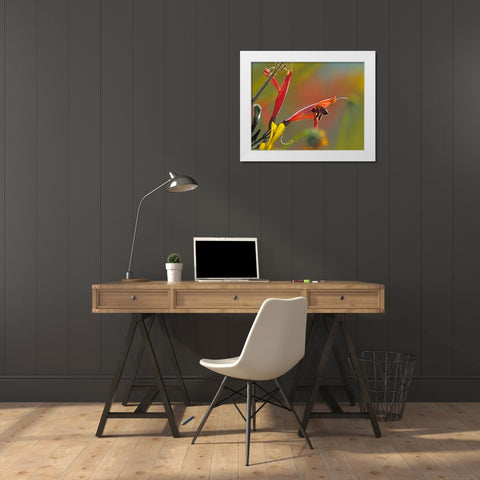 Honey Bee in Chuparosa White Modern Wood Framed Art Print by Fitzharris, Tim