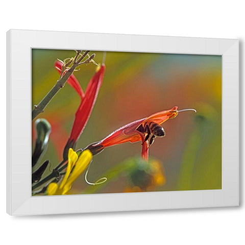 Honey Bee in Chuparosa White Modern Wood Framed Art Print by Fitzharris, Tim