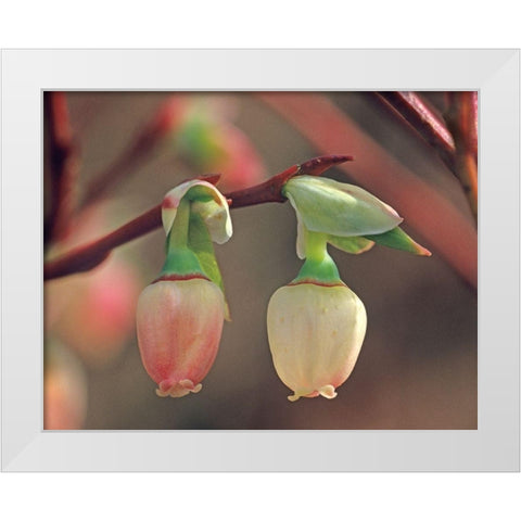 Blueberry Blossoms White Modern Wood Framed Art Print by Fitzharris, Tim