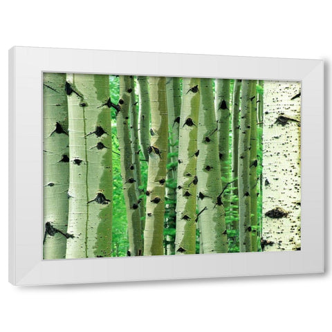 Aspen Trunks White Modern Wood Framed Art Print by Fitzharris, Tim