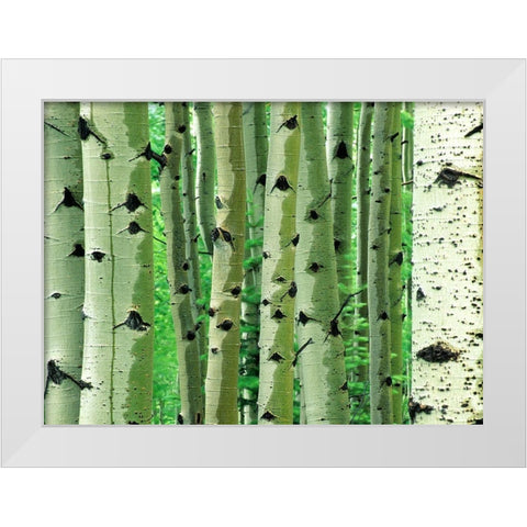 Aspen Trunks White Modern Wood Framed Art Print by Fitzharris, Tim