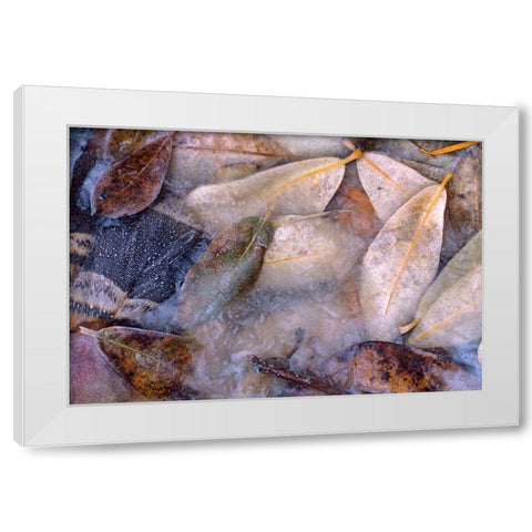 Frozen Willow Leaves and Grouse Feather White Modern Wood Framed Art Print by Fitzharris, Tim