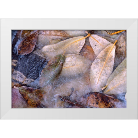 Frozen Willow Leaves and Grouse Feather White Modern Wood Framed Art Print by Fitzharris, Tim