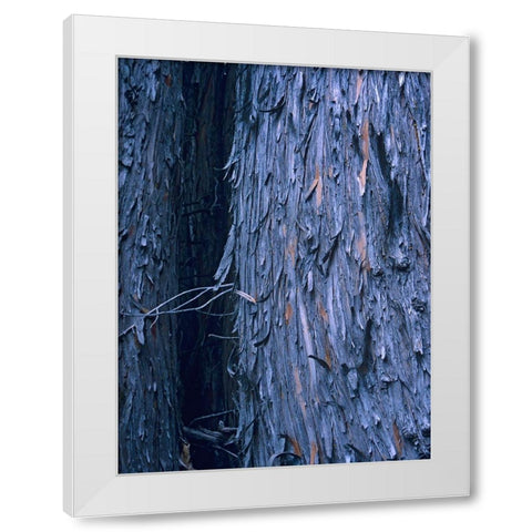 Yellow Cedar Trunks White Modern Wood Framed Art Print by Fitzharris, Tim