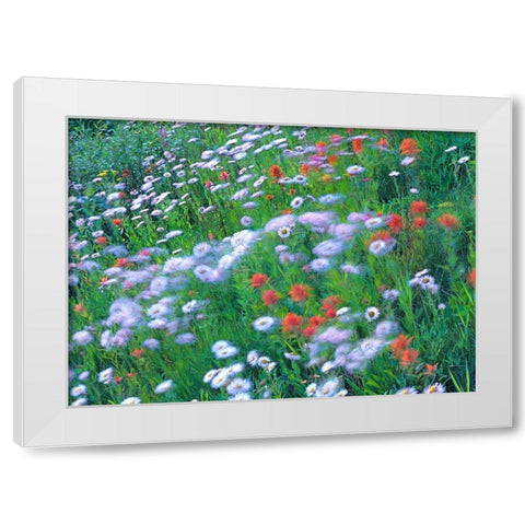 Alpine Wildflowers White Modern Wood Framed Art Print by Fitzharris, Tim