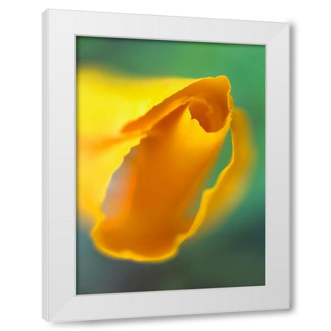 California Poppy White Modern Wood Framed Art Print by Fitzharris, Tim