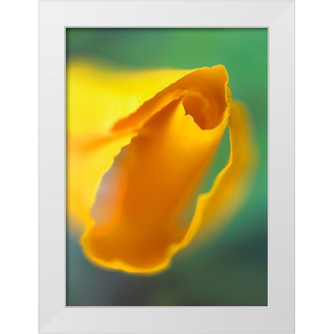 California Poppy White Modern Wood Framed Art Print by Fitzharris, Tim