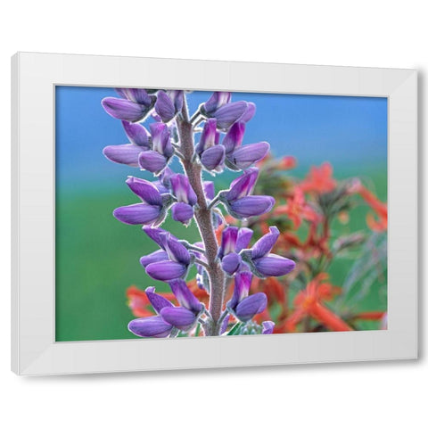 Lupine with Scarlet Gilia White Modern Wood Framed Art Print by Fitzharris, Tim