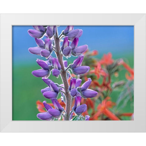 Lupine with Scarlet Gilia White Modern Wood Framed Art Print by Fitzharris, Tim