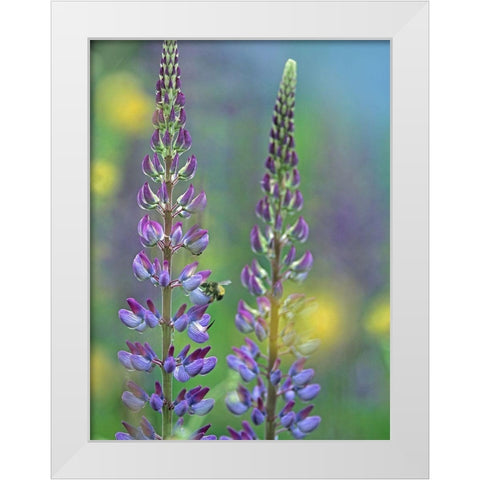 Tall Lupines I White Modern Wood Framed Art Print by Fitzharris, Tim