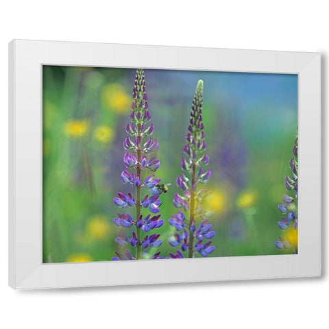 Tall Lupines II White Modern Wood Framed Art Print by Fitzharris, Tim