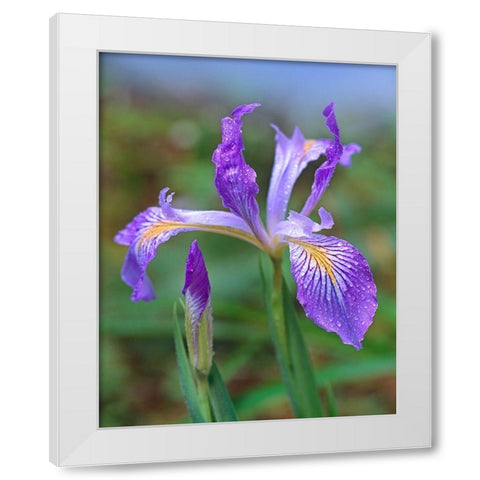 Douglas Iris White Modern Wood Framed Art Print by Fitzharris, Tim