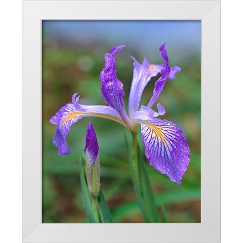 Douglas Iris White Modern Wood Framed Art Print by Fitzharris, Tim