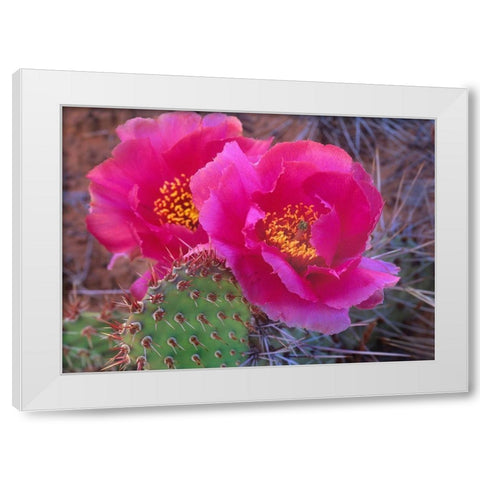 Grizzly Bear Cactus White Modern Wood Framed Art Print by Fitzharris, Tim