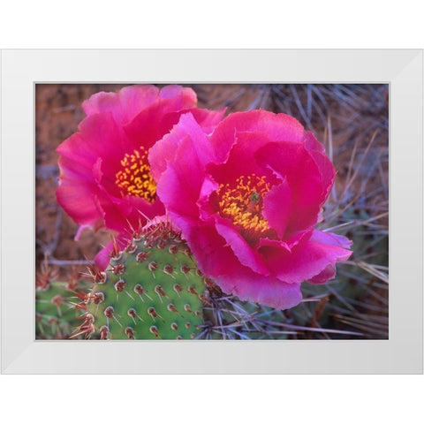 Grizzly Bear Cactus White Modern Wood Framed Art Print by Fitzharris, Tim