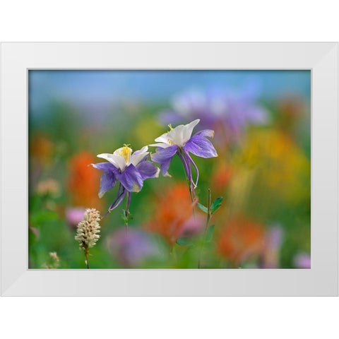 Colorado Coulmbine White Modern Wood Framed Art Print by Fitzharris, Tim