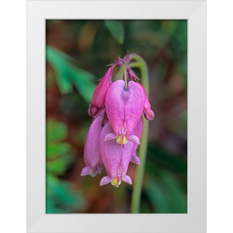 Bleeding Hearts White Modern Wood Framed Art Print by Fitzharris, Tim