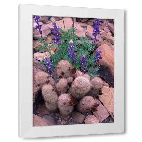 Brown Flowered Cactus and Lupines White Modern Wood Framed Art Print by Fitzharris, Tim