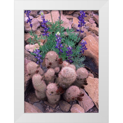 Brown Flowered Cactus and Lupines White Modern Wood Framed Art Print by Fitzharris, Tim