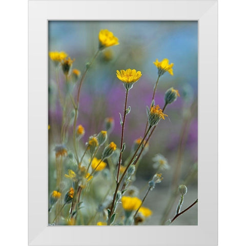 Desert Sunflowers White Modern Wood Framed Art Print by Fitzharris, Tim