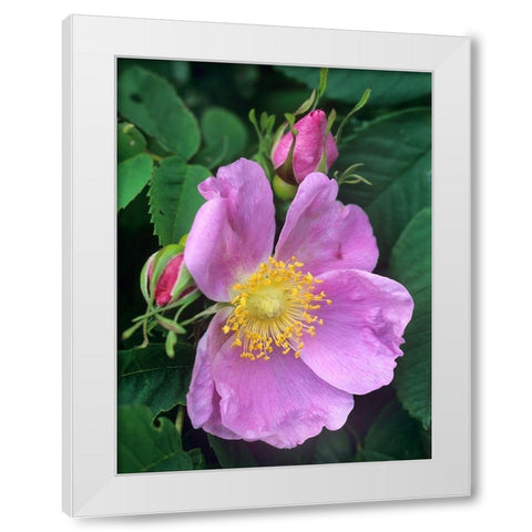 Wild Rose White Modern Wood Framed Art Print by Fitzharris, Tim