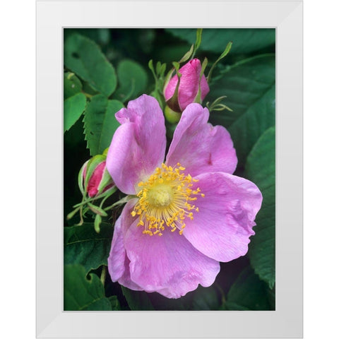 Wild Rose White Modern Wood Framed Art Print by Fitzharris, Tim