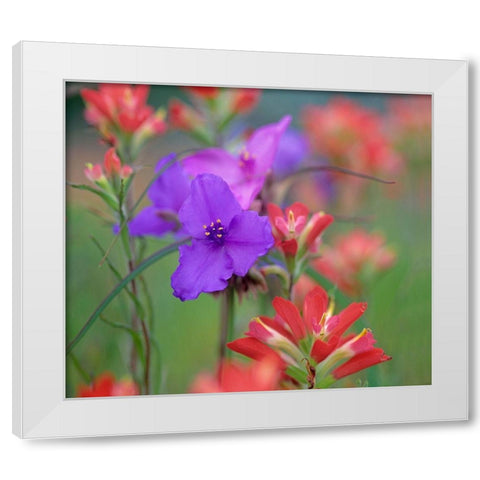 Prarie Spiderwort and Indian paintbrushes White Modern Wood Framed Art Print by Fitzharris, Tim