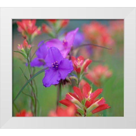 Prarie Spiderwort and Indian paintbrushes White Modern Wood Framed Art Print by Fitzharris, Tim