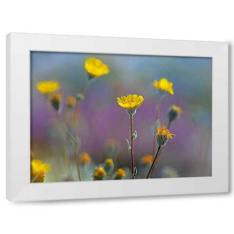 Desert Sunflowers White Modern Wood Framed Art Print by Fitzharris, Tim