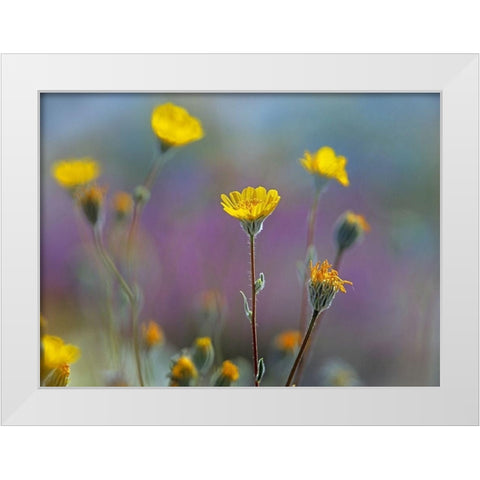 Desert Sunflowers White Modern Wood Framed Art Print by Fitzharris, Tim