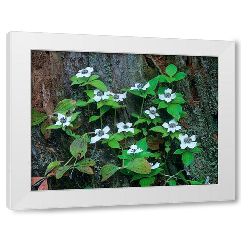 Bunchberry Blooms White Modern Wood Framed Art Print by Fitzharris, Tim