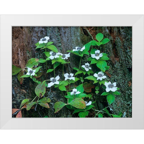 Bunchberry Blooms White Modern Wood Framed Art Print by Fitzharris, Tim