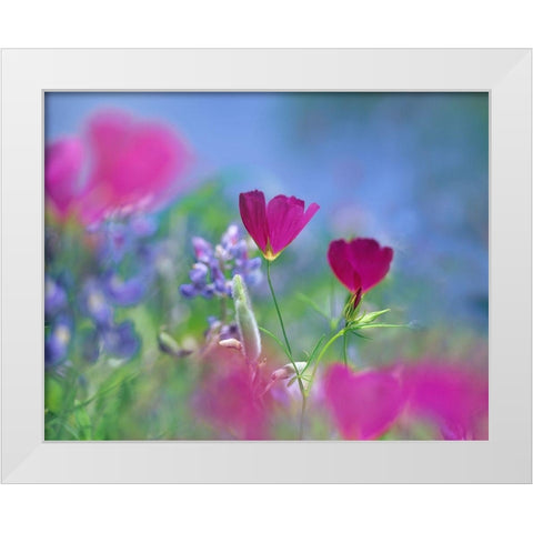 Wine cups and Texas Bluebonnets White Modern Wood Framed Art Print by Fitzharris, Tim