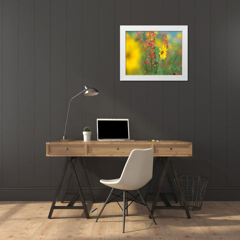 Sunflower and Scarlet Gilia White Modern Wood Framed Art Print by Fitzharris, Tim