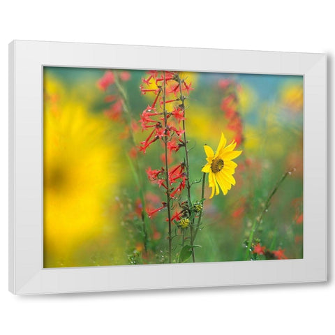 Sunflower and Scarlet Gilia White Modern Wood Framed Art Print by Fitzharris, Tim