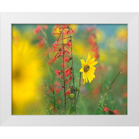 Sunflower and Scarlet Gilia White Modern Wood Framed Art Print by Fitzharris, Tim
