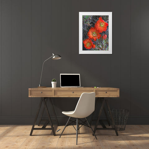 Claret Cup Cactus White Modern Wood Framed Art Print by Fitzharris, Tim