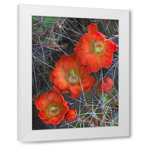 Claret Cup Cactus White Modern Wood Framed Art Print by Fitzharris, Tim