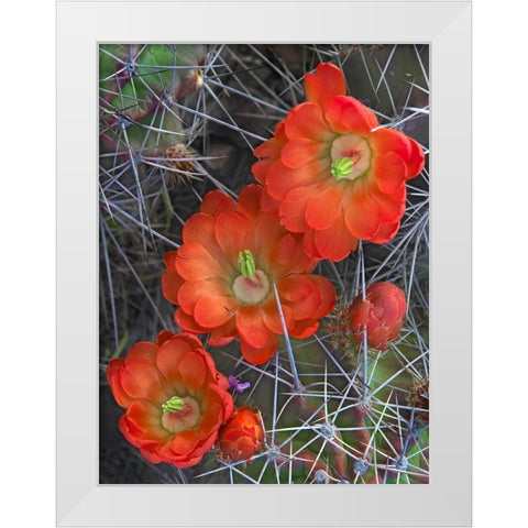 Claret Cup Cactus White Modern Wood Framed Art Print by Fitzharris, Tim