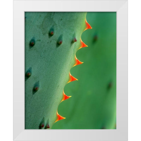 Cape Aloe White Modern Wood Framed Art Print by Fitzharris, Tim