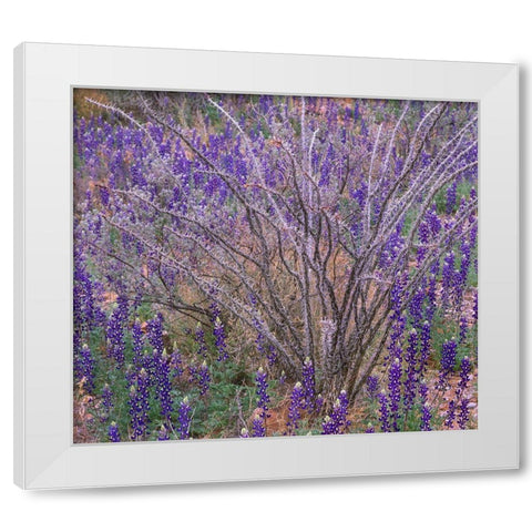 Bluebonnets and Ocotillo White Modern Wood Framed Art Print by Fitzharris, Tim