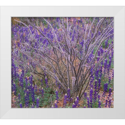 Bluebonnets and Ocotillo White Modern Wood Framed Art Print by Fitzharris, Tim