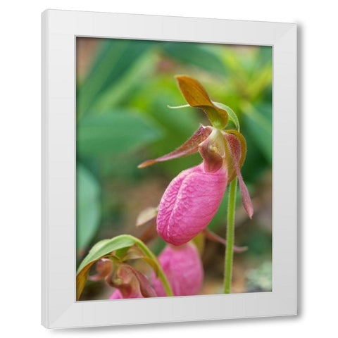 Pink Ladys Slipper Orchid White Modern Wood Framed Art Print by Fitzharris, Tim